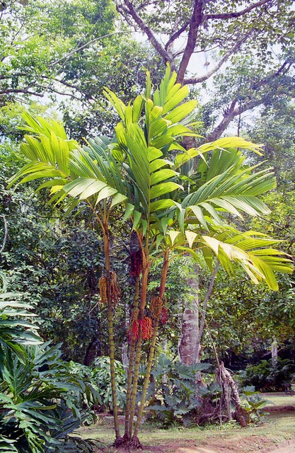 Jardin botanique de Rio de Janeiro