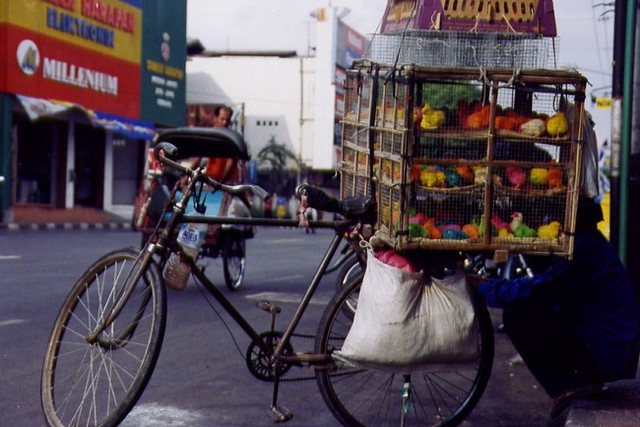 Des poussins de toutes les couleurs