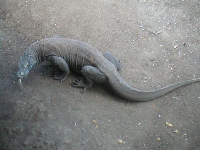 Le Varan de Komodo