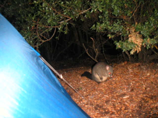 Tasmanie marsupial