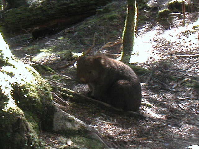Un Wombat de la famille des marsupiaux