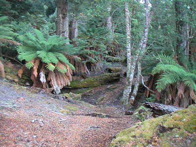 Sentier de l'Overland Track
