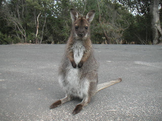 Wallabies des Roches